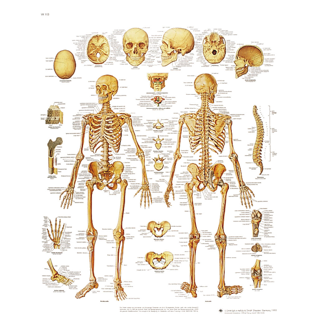 Das menschliche Skelett - Poster