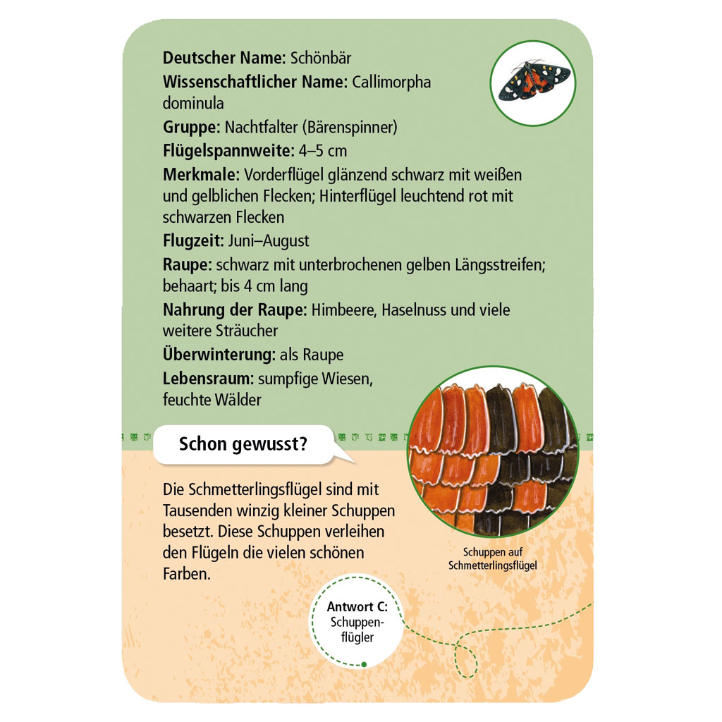 50 Heimische Schmetterlinge 50 Heimische Schmetterlinge