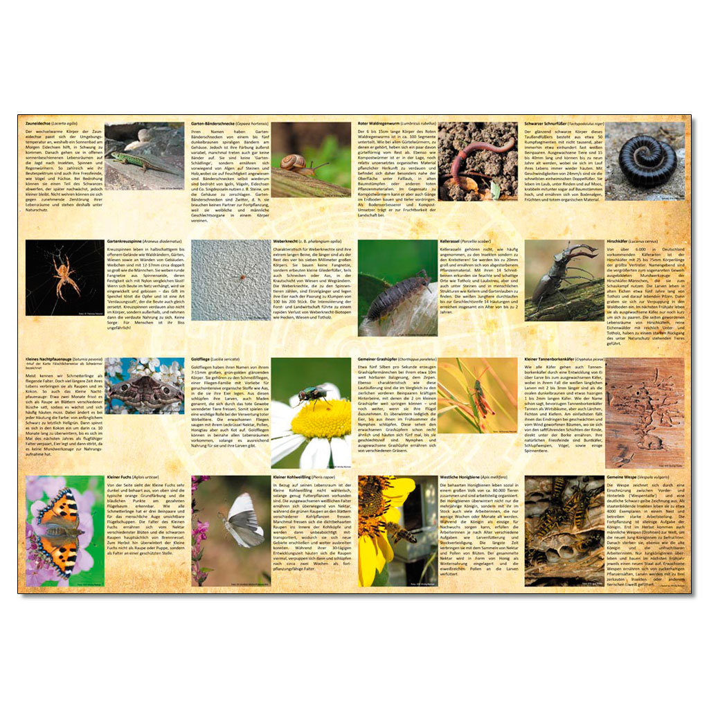 temp10786f-ecogon-das-spielEegtvFyJjCIOu Ecogon - Das Spiel