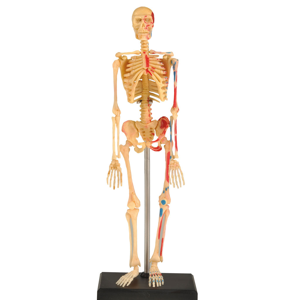 temp22332puj6mm8mg3R1m Skelett Puzzle - 41 Teile