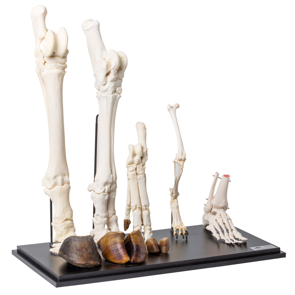 Hinterläufe unterschiedlicher Säugetiere (Mammalia)-Bild Auf diesem Bild ist das Produkt mit der Art.Nr.: W-22918 zu sehen