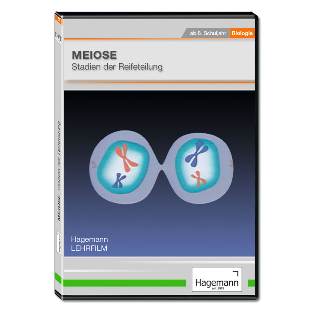 Meiose - Stadien der Reifeteilung