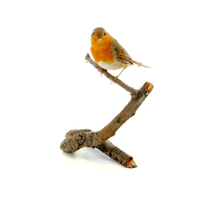 Ganzpräparat Rotkehlchen