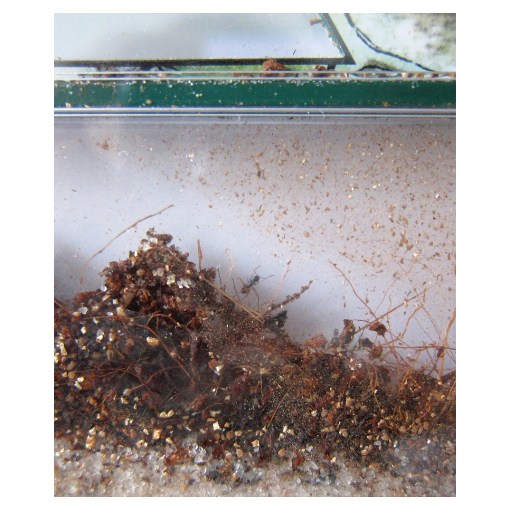 temp82093_a_ameisenweltvuwYyc840sR6q Ameisenwelt