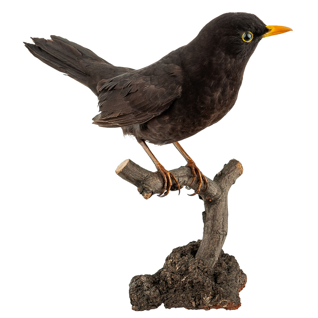 Ganzpräparat Amsel Ganzpräparat Amsel