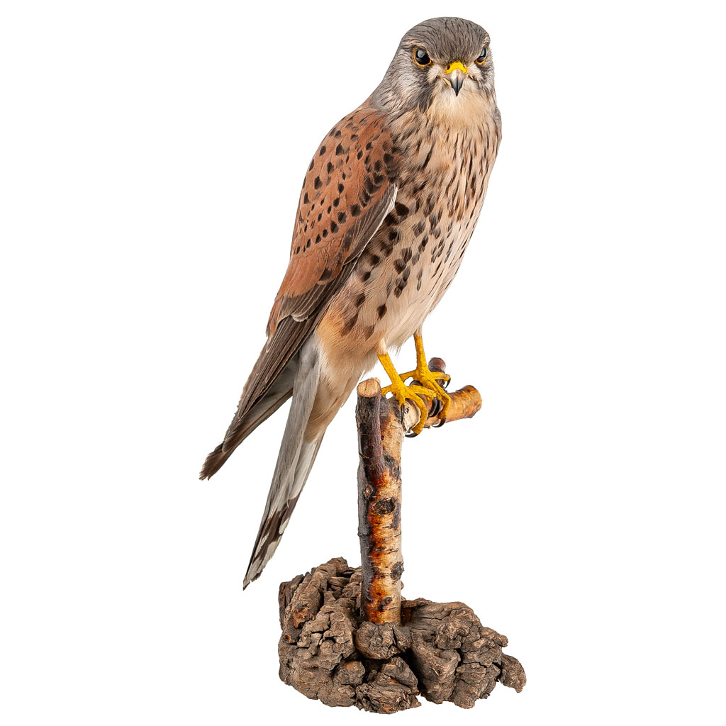 Ganzpräparat Turmfalke