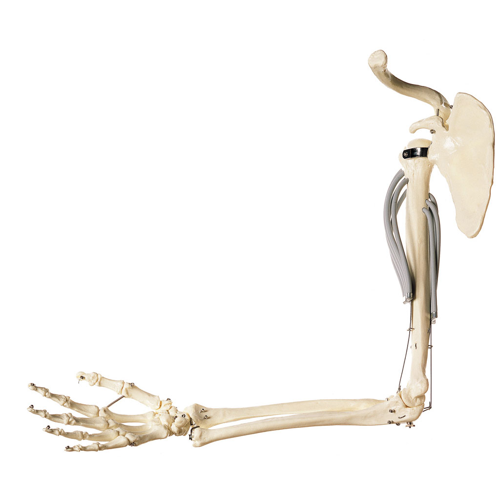 temp2033TYhxfHG7tepY8 Muskelfunktion am Oberarm