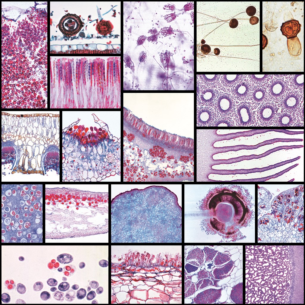 Serie 79000 Pilze und Flechten (Fungi, Lichenes)