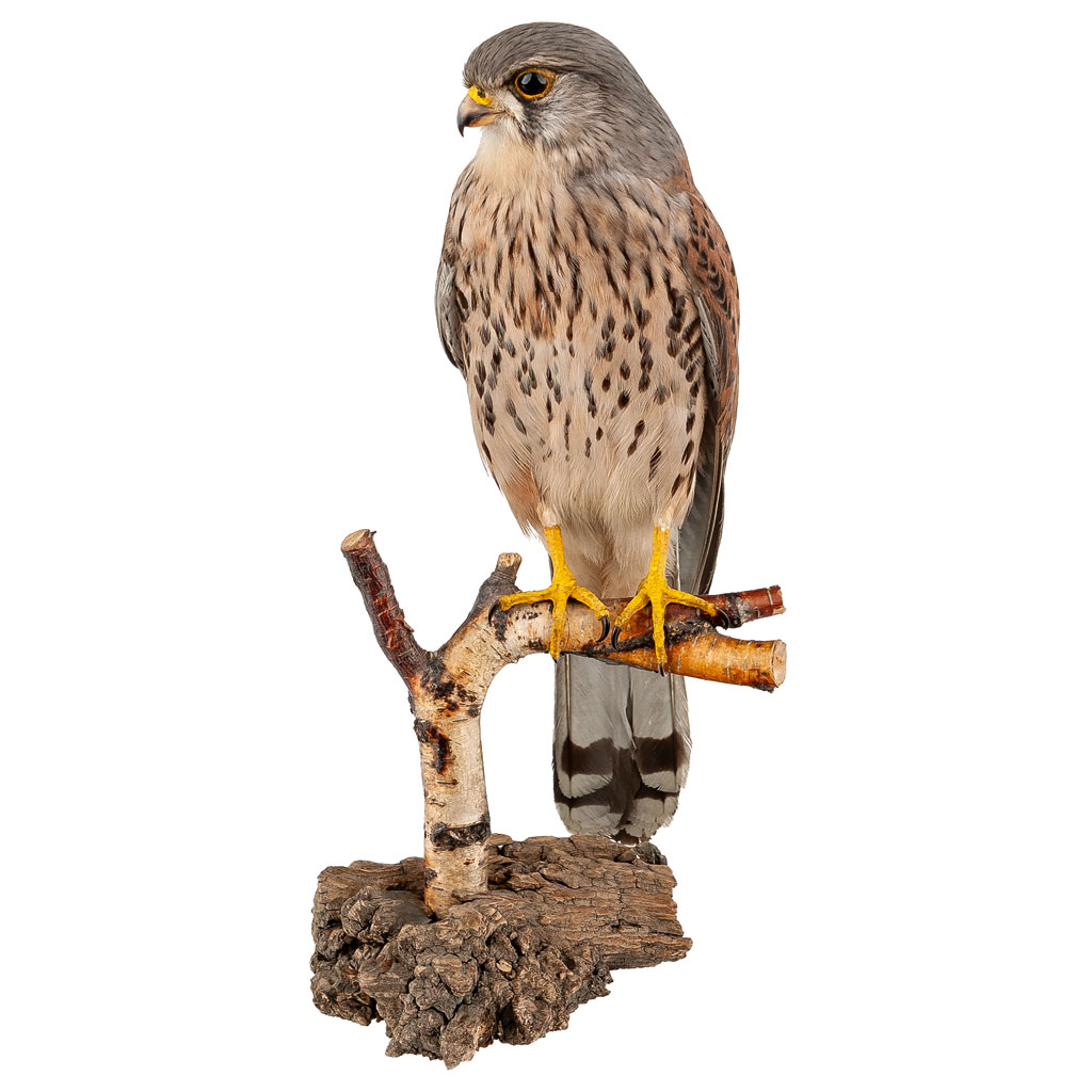 Ganzpräparat Turmfalke