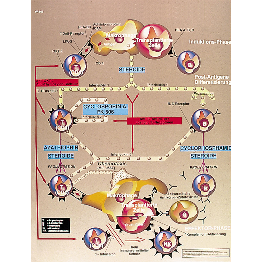 Transplantation Immunologie - Poster