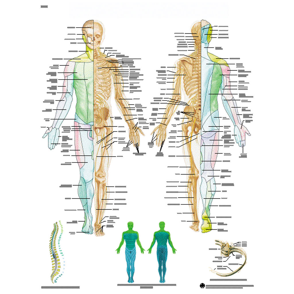 Das periphere Nervensystem - Poster laminiert