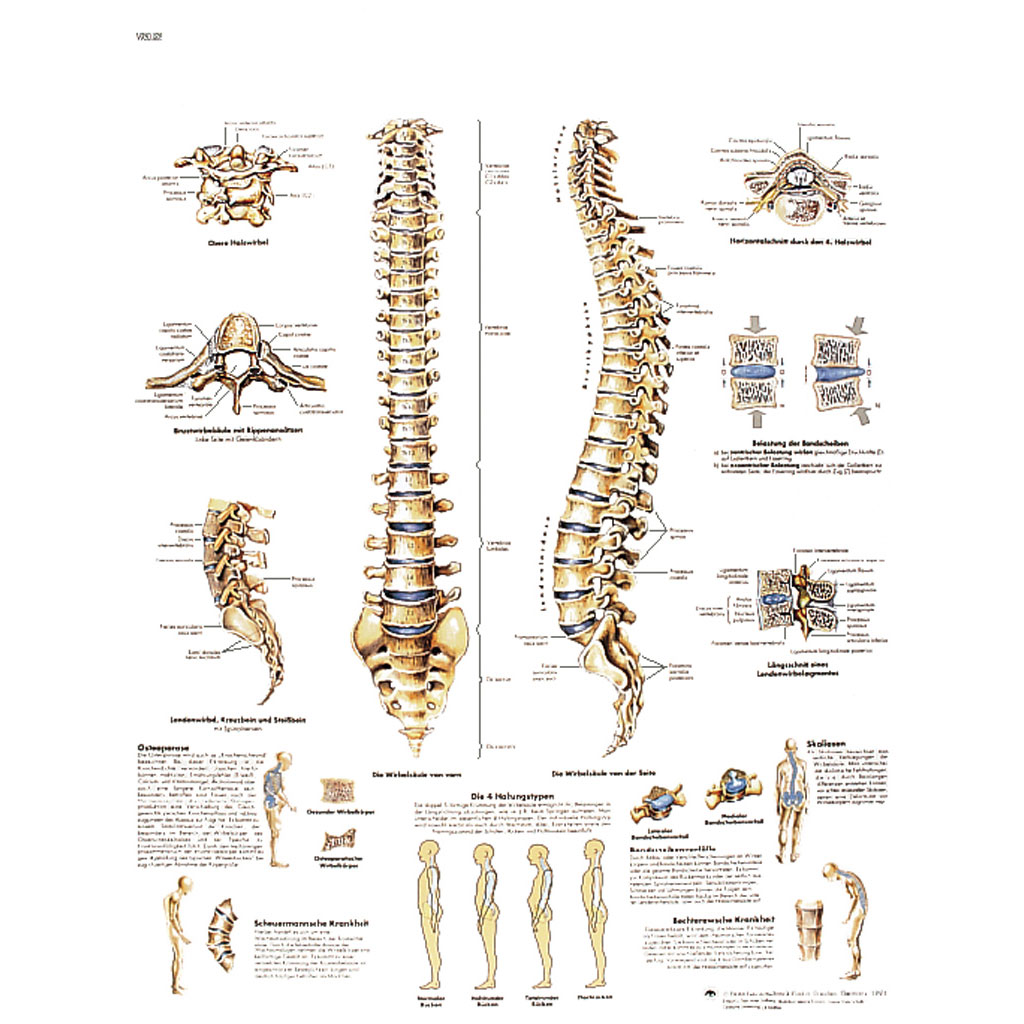 Die menschliche Wirbelsäule - Poster laminiert
