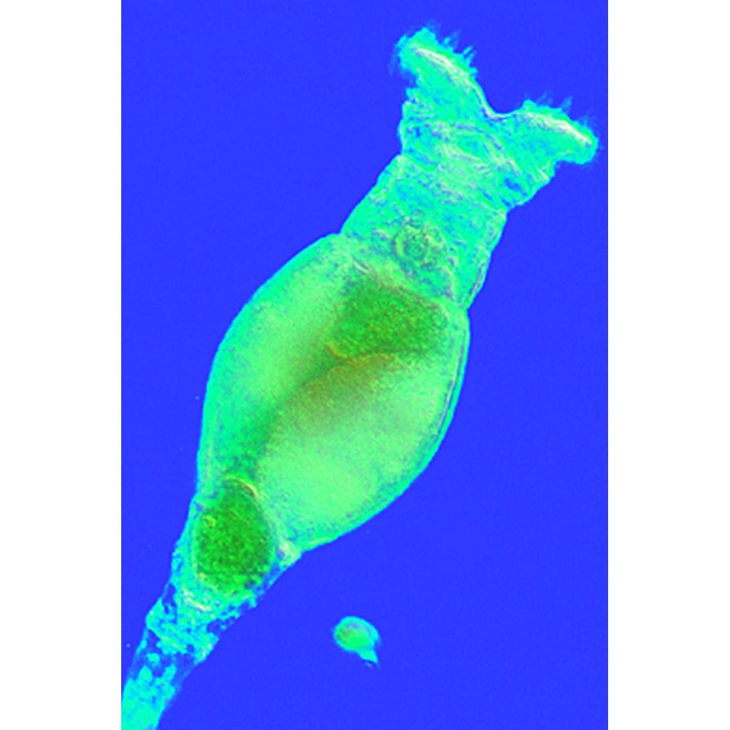 tempsd-41-001kThzlfaed0vOw Die Wunderwelt im Wassertropfen I