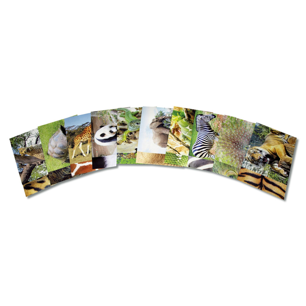 Motivpapier Tierarten, 40 Blatt in 10 Motiven