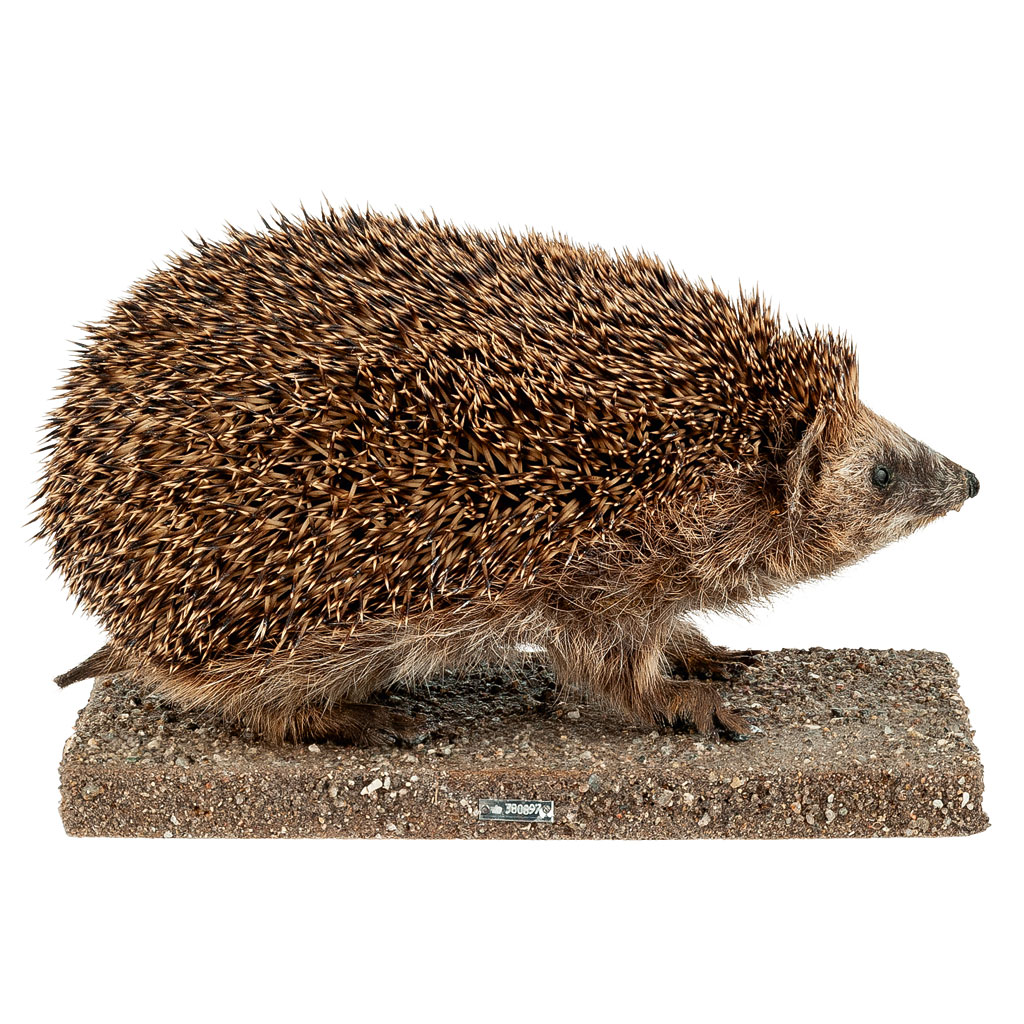 Ganzpräparat Igel Ganzpräparat Igel