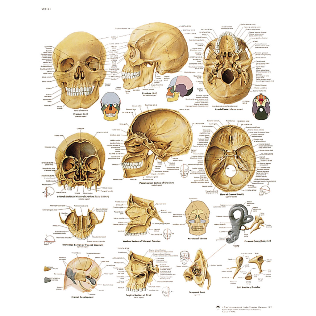Der menschliche Schädel - Poster
