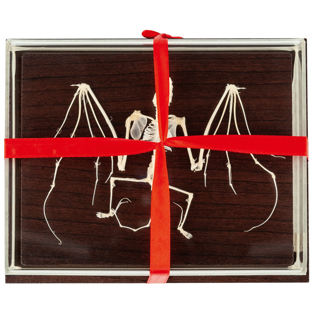 Skelett der Fledermaus (nicht geschützte Art) Skelett der Fledermaus (nicht geschützte Art)