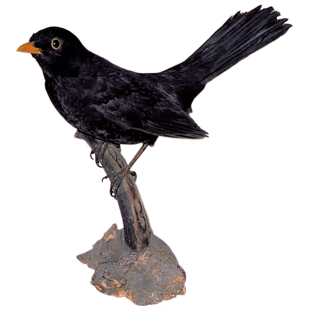 Ganzpräparat Amsel