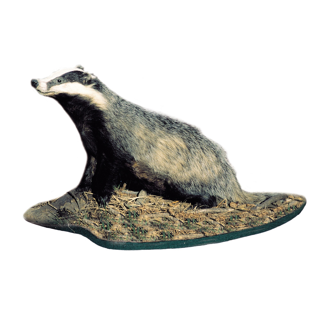 temp2284bl2s8jdaR7joM Ganzpräparat Dachs