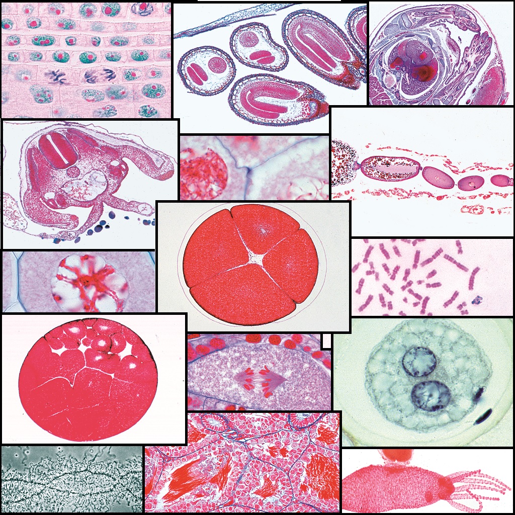 tempmp-s448x-ffnRk11chdjPZz5 Präparate Serie V. von LIEDER