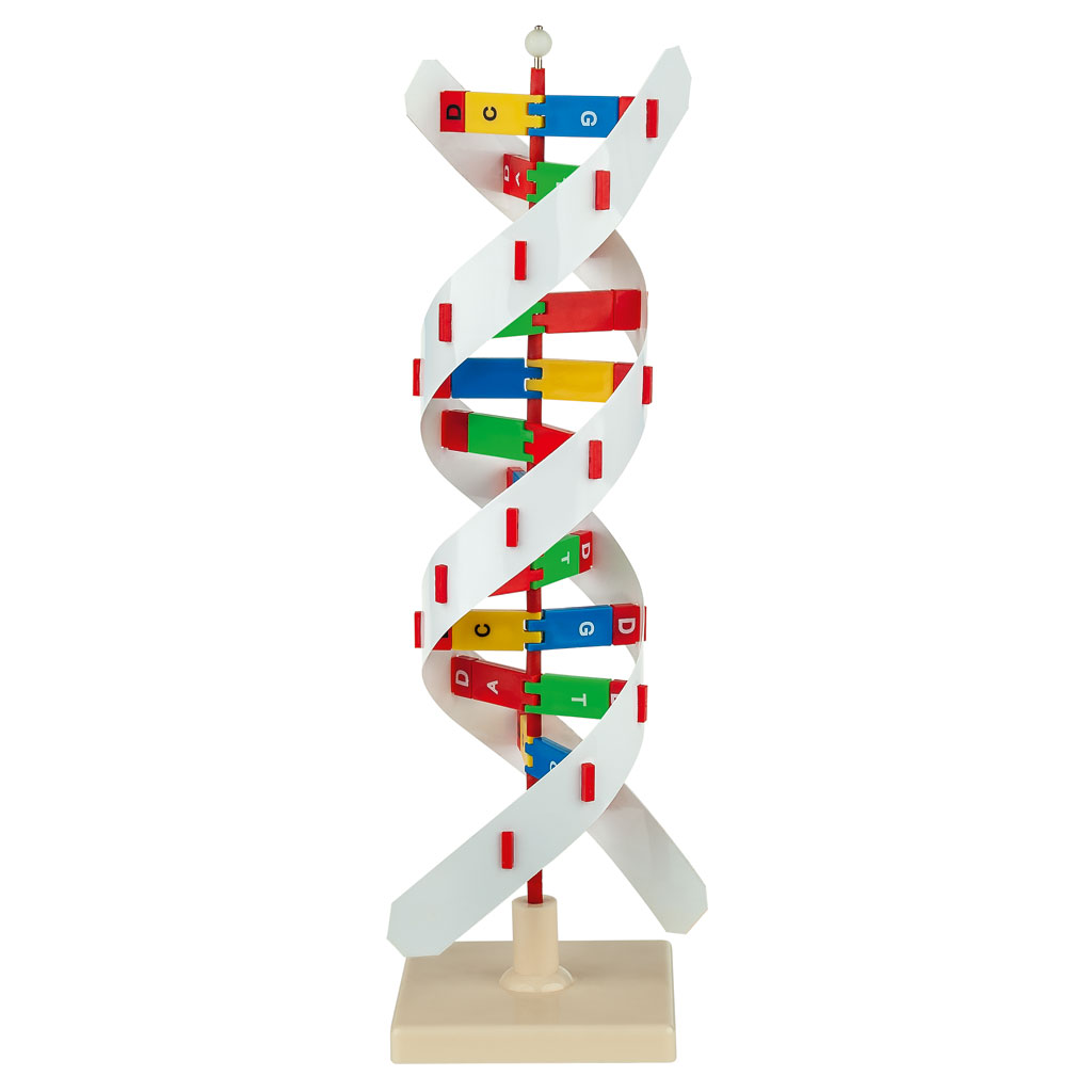 DNA-Übungsmodell, 1 Stück