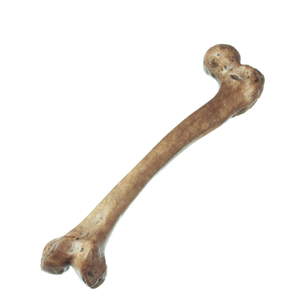 Oberschenkelrekonstruktion von Homo neanderthalensis