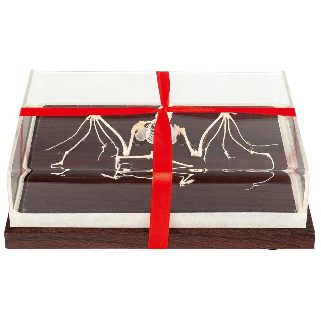 Skelett der Fledermaus (nicht geschützte Art) Skelett der Fledermaus (nicht geschützte Art)