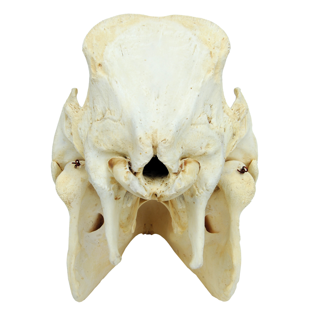 Schädel vom Hausschwein Schädel vom Hausschwein