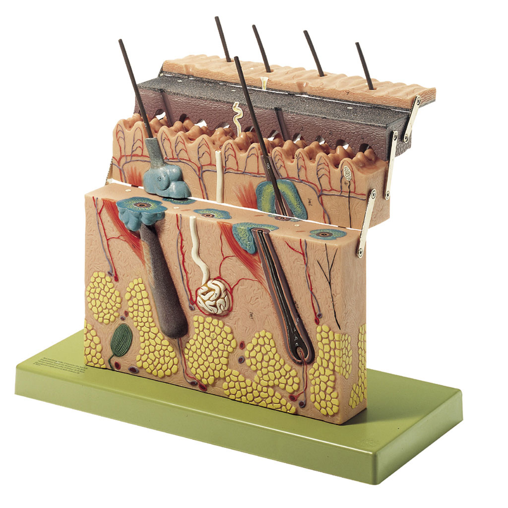 temp2117BIyCVcK7b9fil Hautmodell, klappbar