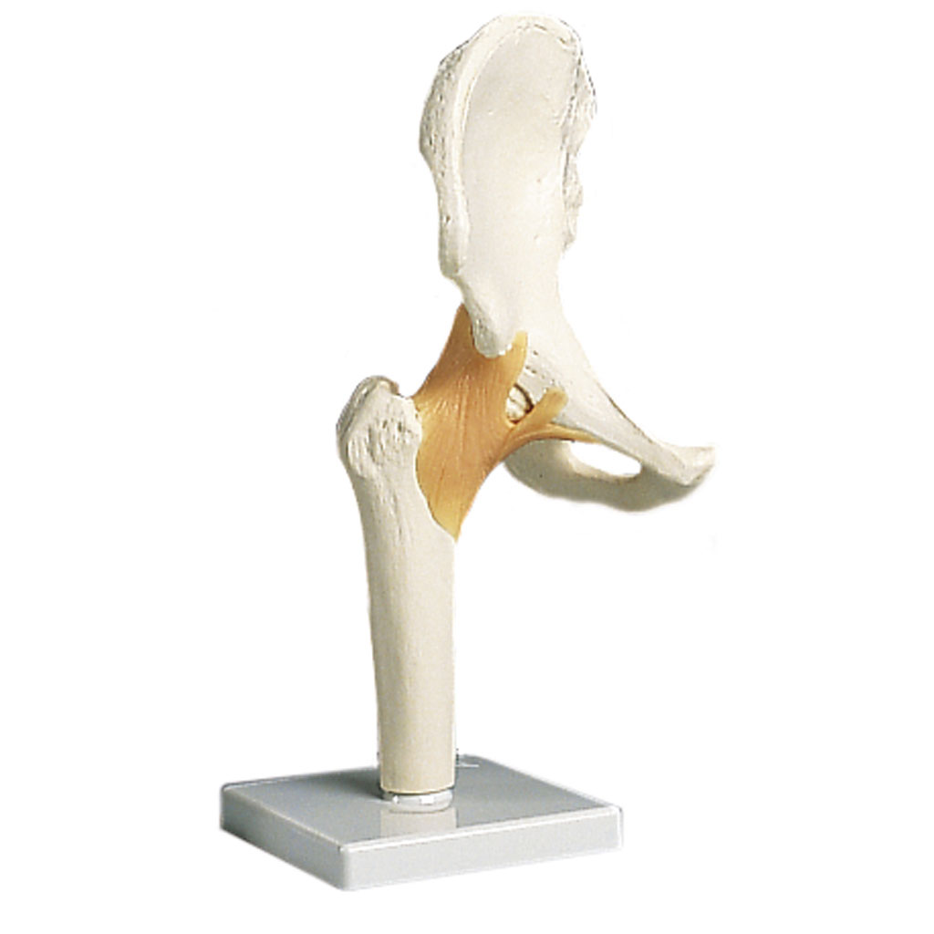 Funktionsmodelle von Gelenken