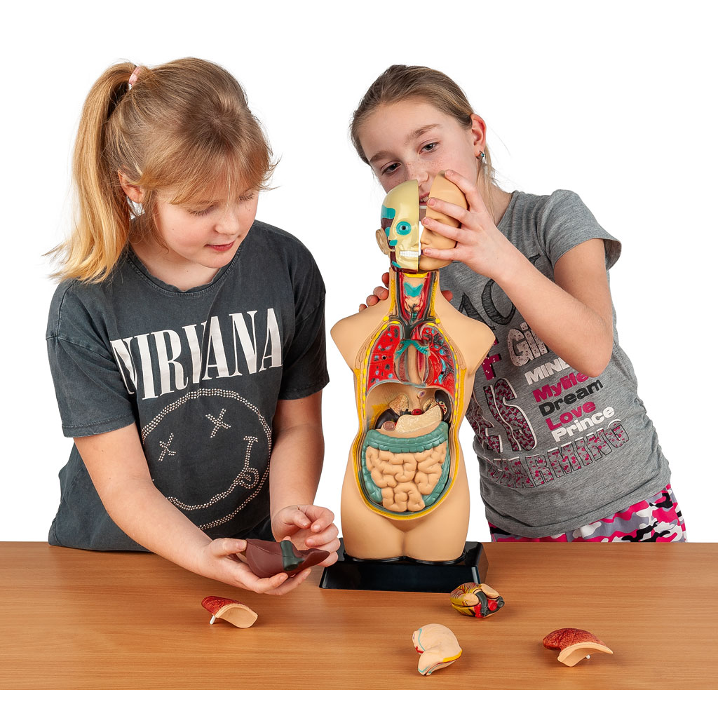 Übungstorso Mensch Übungstorso Mensch