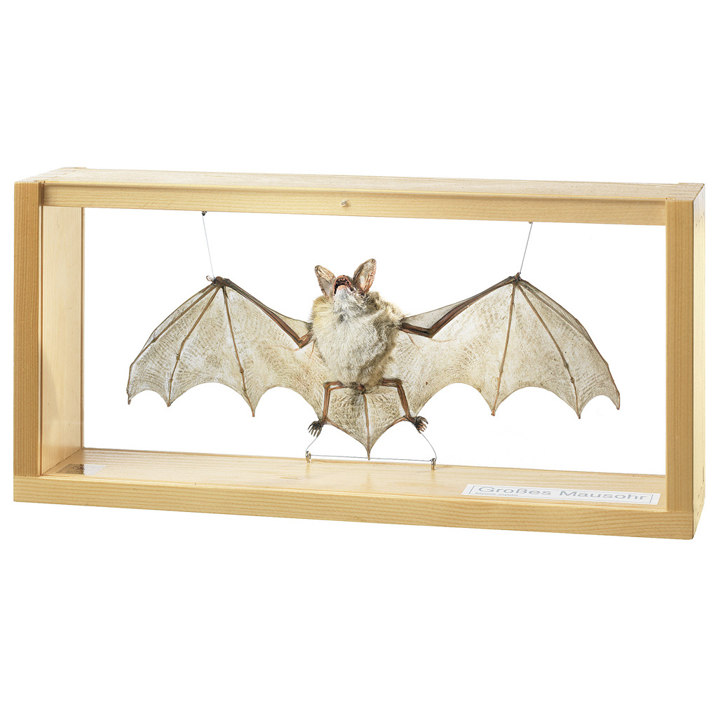 temp22401pHhyhqVVrj4r6 Auf diesem Bild ist das Produkt mit der Art.Nr.: W-22401 zu sehen