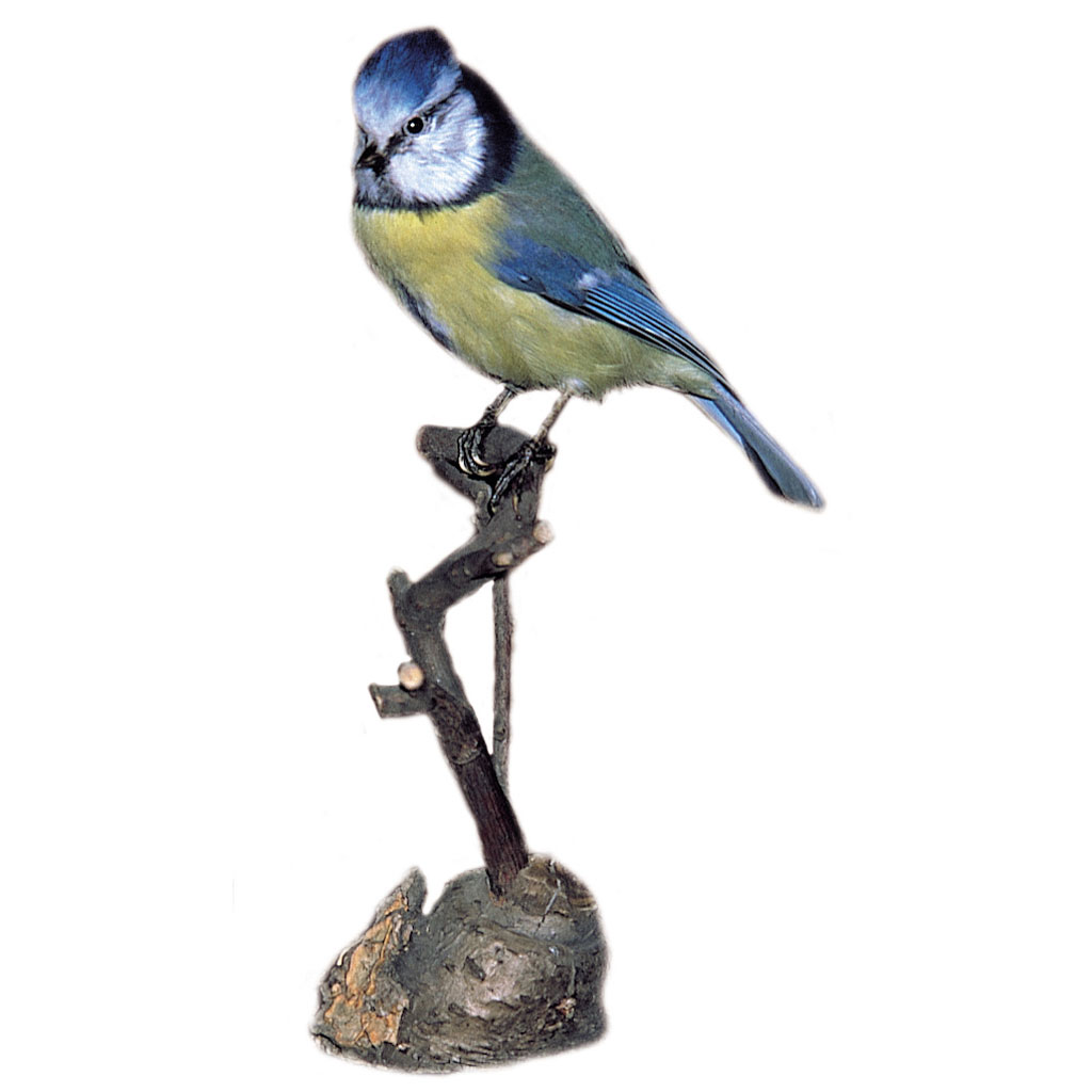 Ganzpräparat Blaumeise