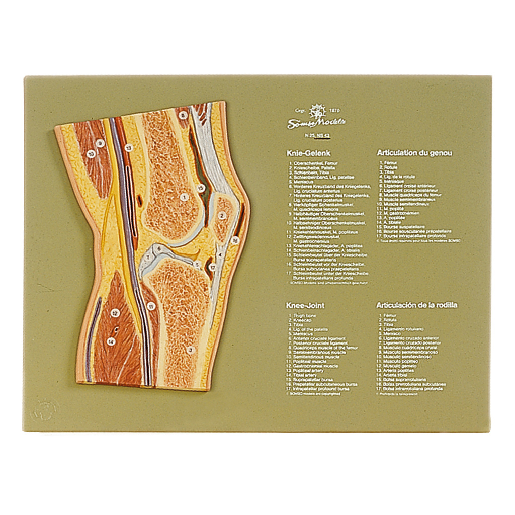 temp2039uXfN1Tc1mddut Gelenkschnittdarstellung Kniegelenk