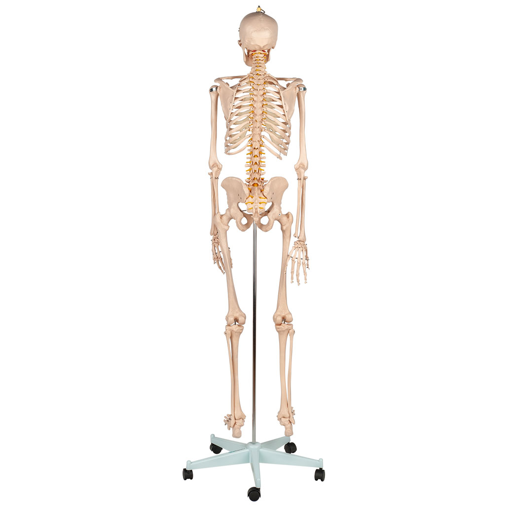 Menschliches Skelett, Standardversion Menschliches Skelett, Standardversion