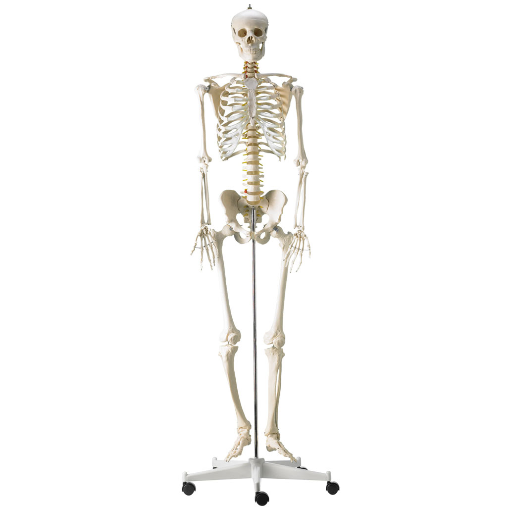 temp21323ul6eDtrFBhEWG Menschliches Skelett