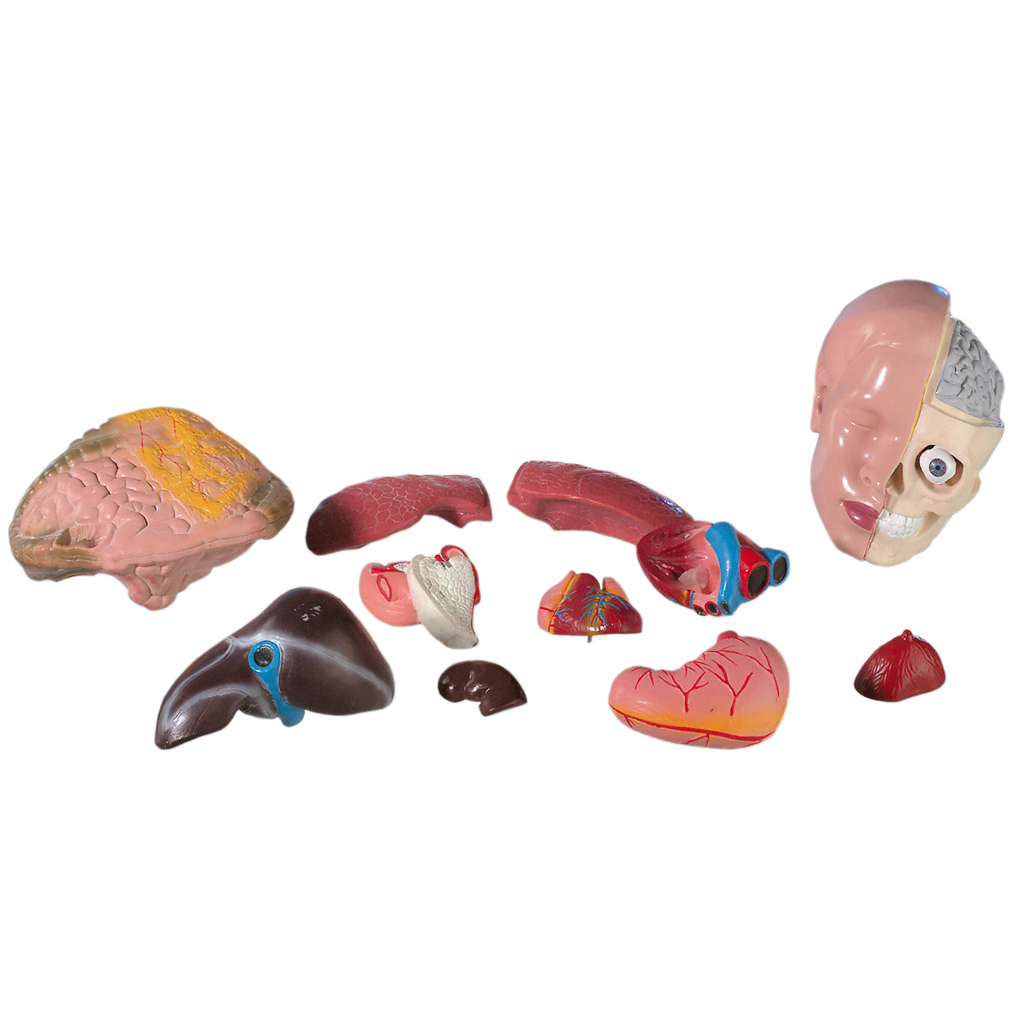 temp22317_1FZZ8lpft9ejlx Geschlechtsloser Torso mit Kopf und offenem Rücken