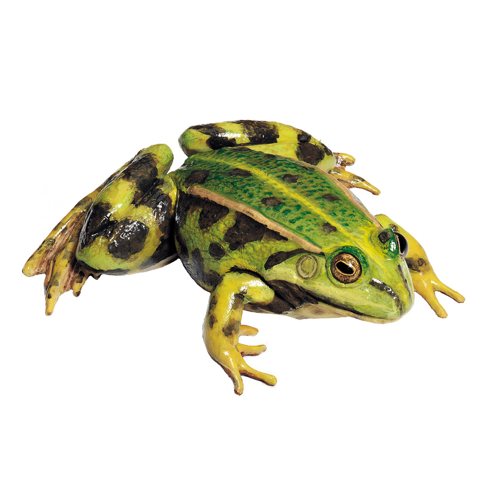 temp2191A2NhdXIRGPoxW Wasserfrosch, Weibchen