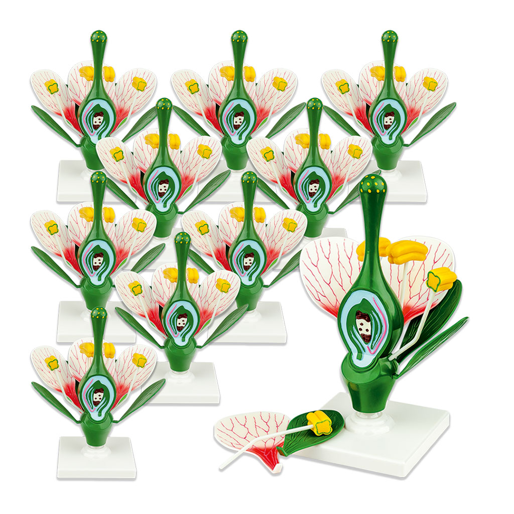 Blütenmodell, 10er-Set