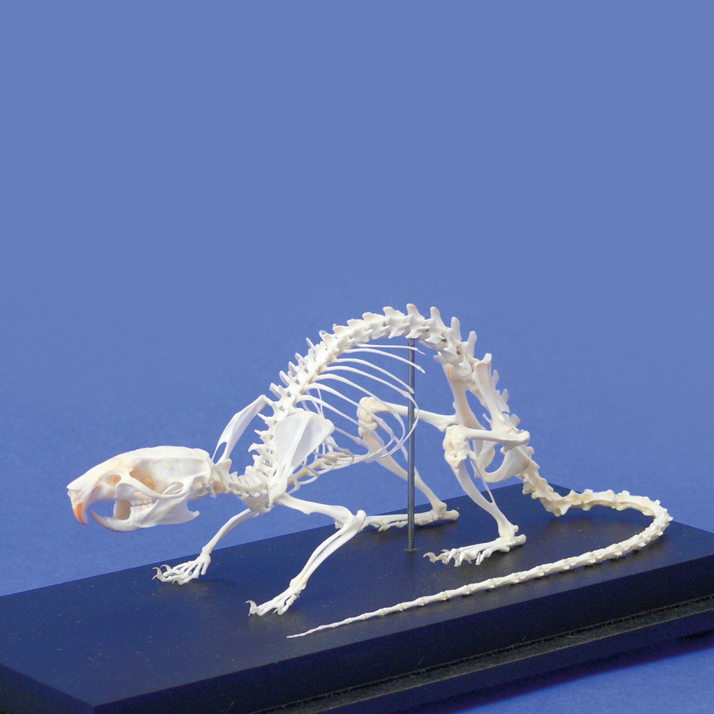 temp2220HIUDBY81D3BbS Auf diesem Bild ist das Produkt mit der Art.Nr.: W-2220 zu sehen