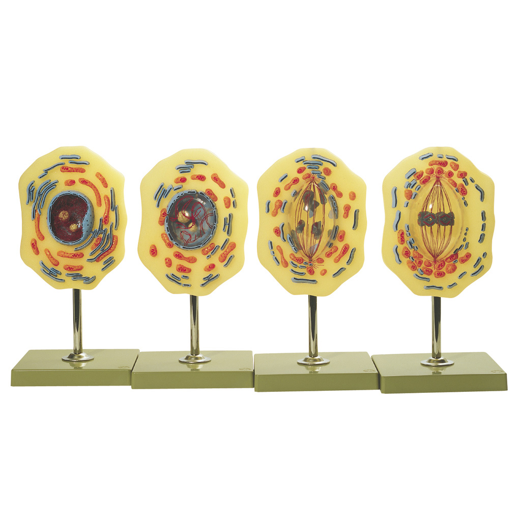 temp2348exJS0TMsPz4u3 Modell von der Mitose