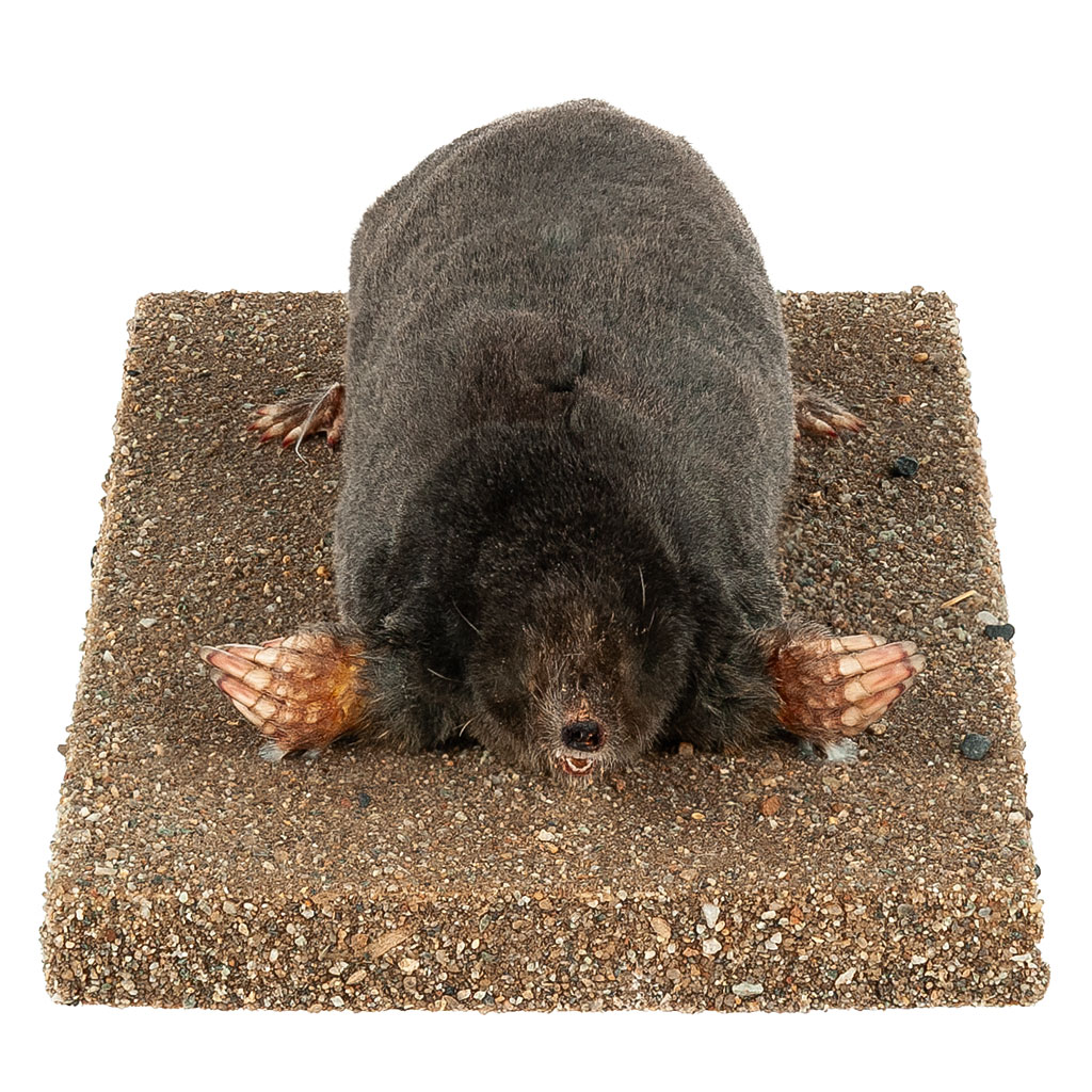 Ganzpräparat Maulwurf Ganzpräparat Maulwurf