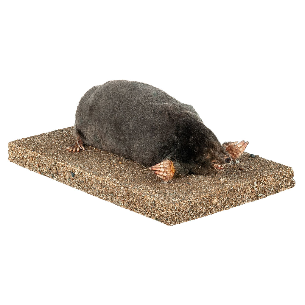 Ganzpräparat Maulwurf Ganzpräparat Maulwurf