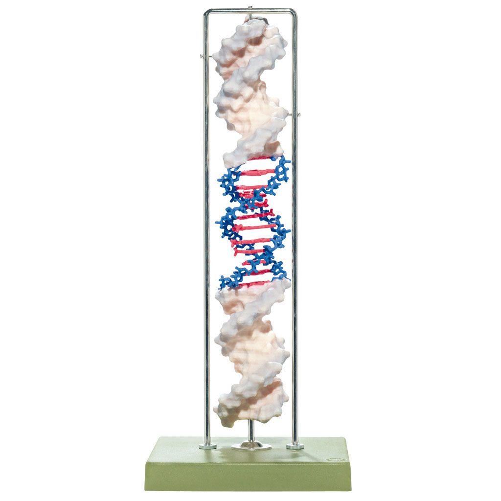 DNA-Doppelhelix aus Somso-Plast