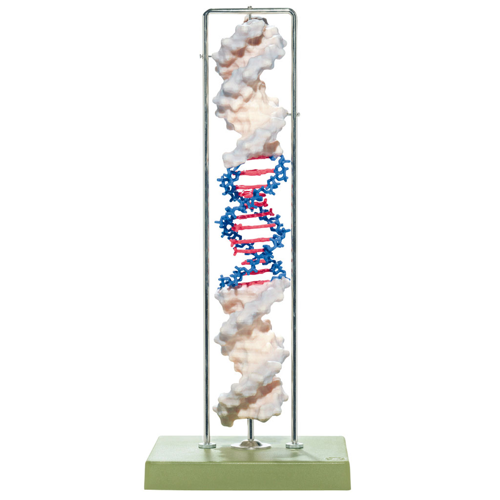 temp21526AeZZo3521r2xB DNA-Doppelhelix aus Somso-Plast