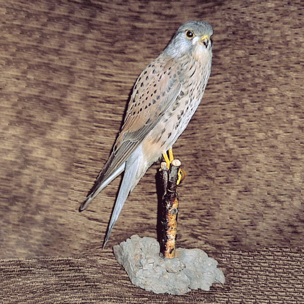 Ganzpräparat Turmfalke