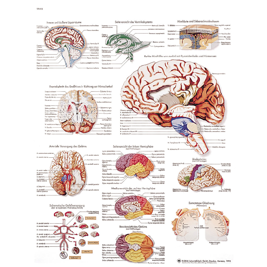 Das menschliche Gehirn - Poster