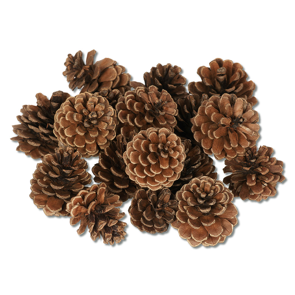 temp92907_kiefernzapfen_24stueckboRt5JpAmO9My Auf diesem Bild ist das Produkt mit der Art.Nr.: W-92907 zu sehen