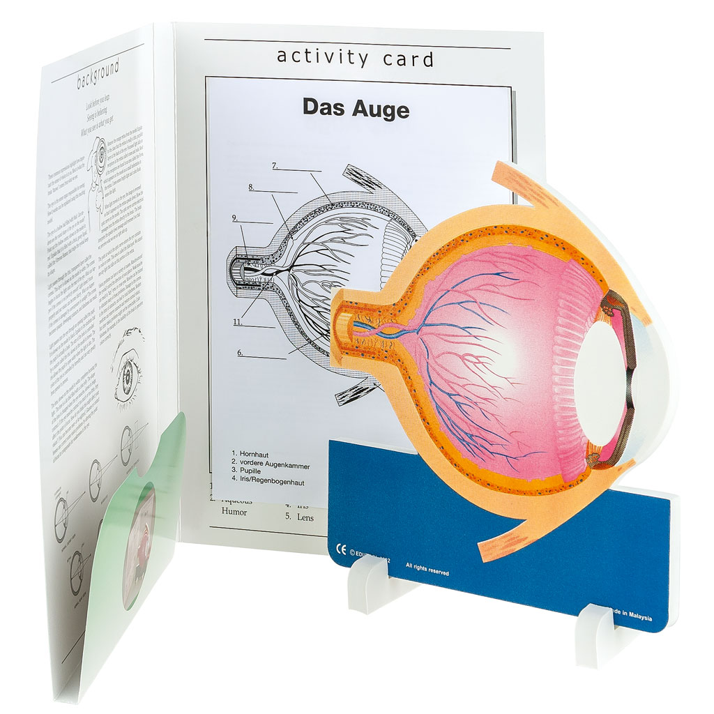 Anatomisches Modell Das Auge, inkl. Kopiervorlagen, 7-teilig Anatomisches Modell Das Auge, inkl. Kopiervorlagen, 7-teilig