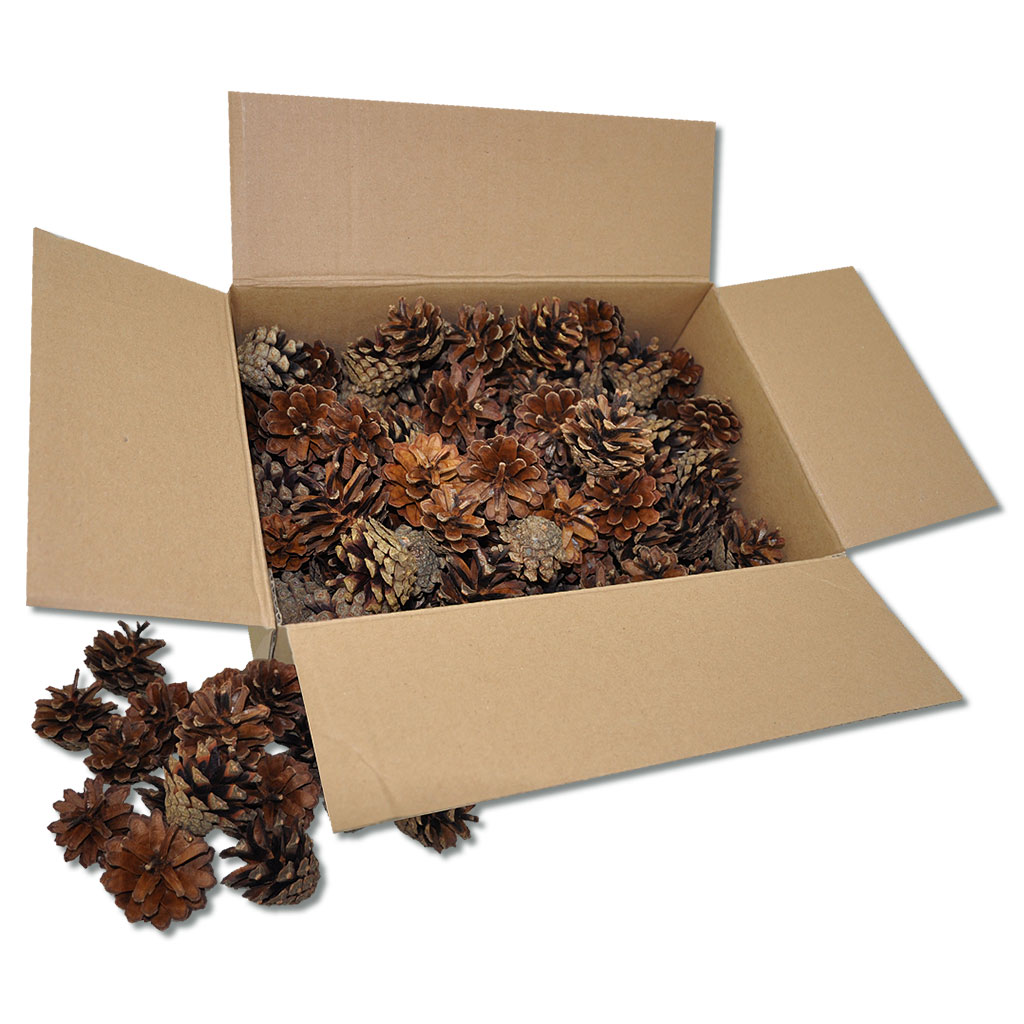 temp92908_kiefernzapfendzXnFO7pPBzlg Kiefernzapfen Natur, 125 Stück